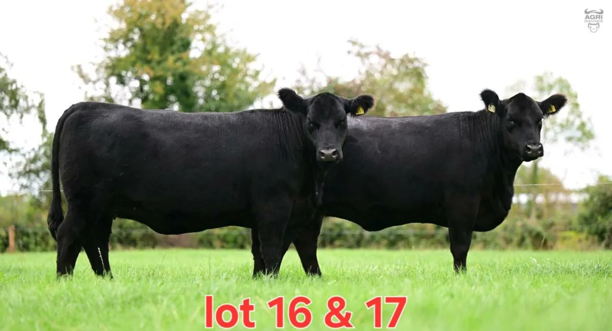 Black Diamond Angus Sale - Image 4