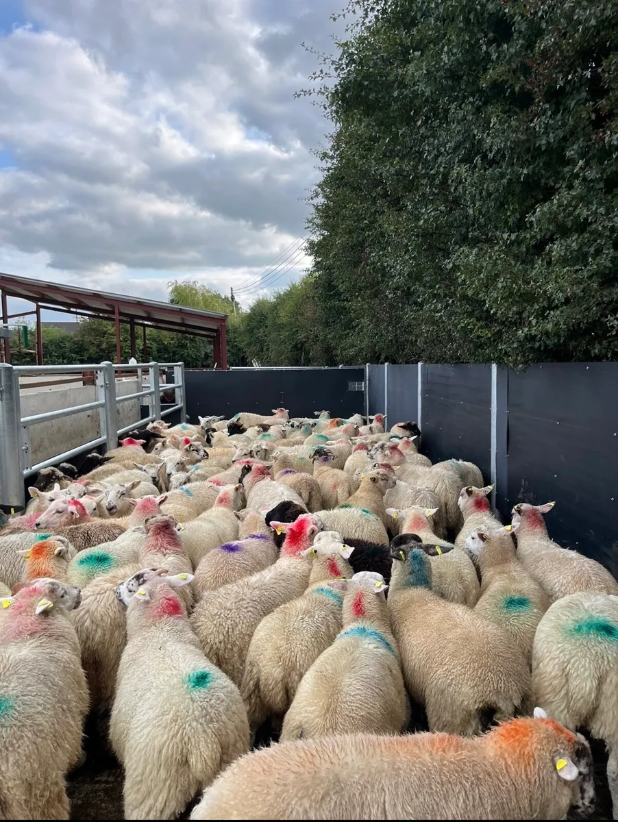 100 super top quality store lambs🔥 - Image 1