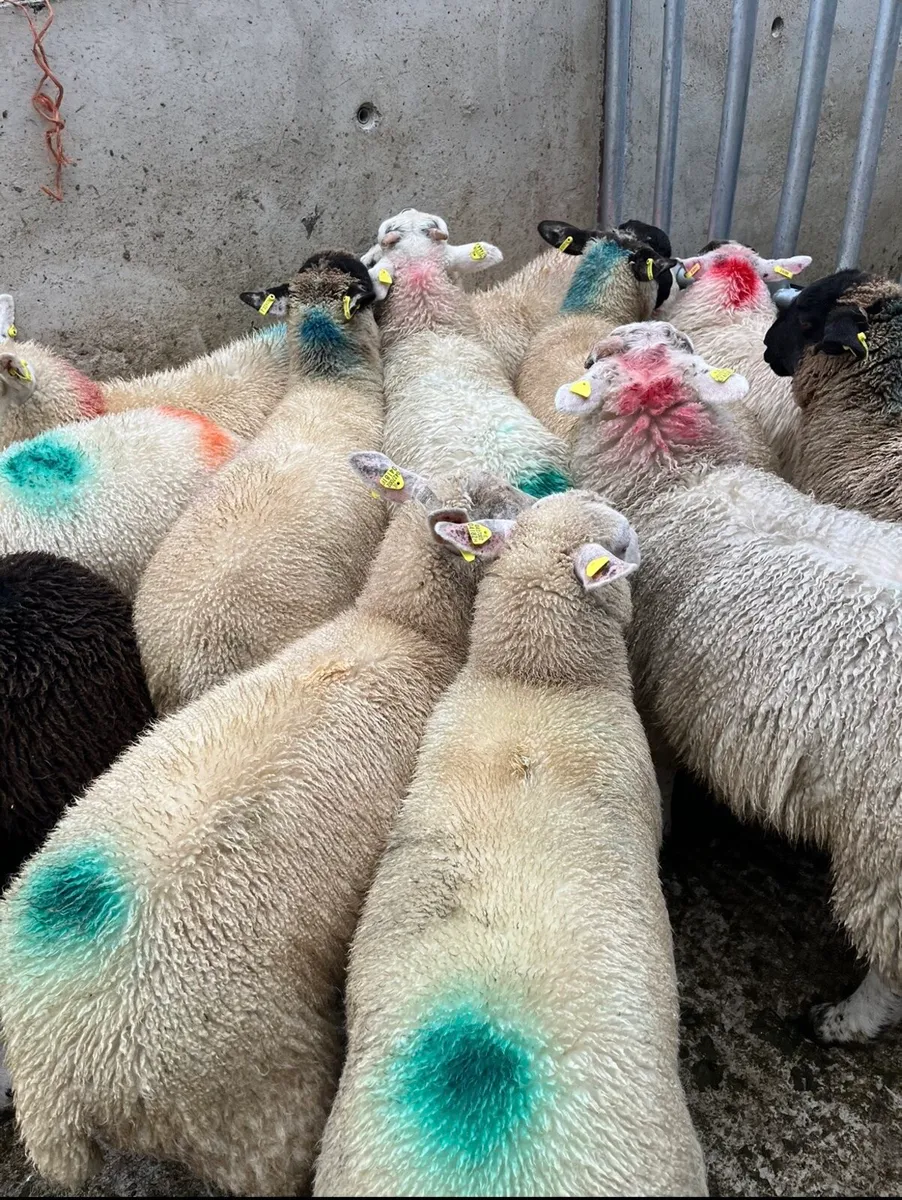 100 super top quality store lambs🔥 - Image 2