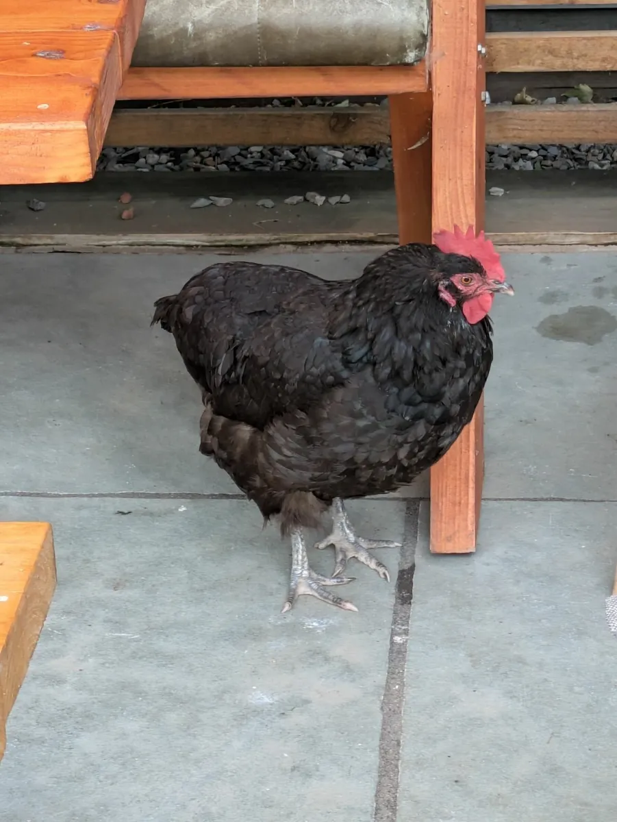 Free hen to good home