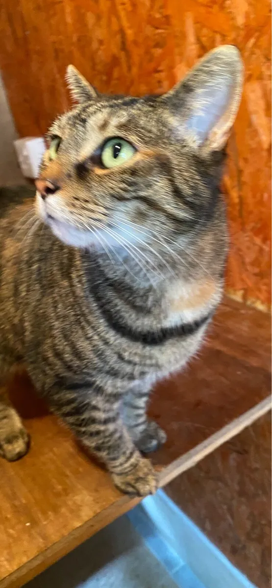 Adult Cat - Image 3