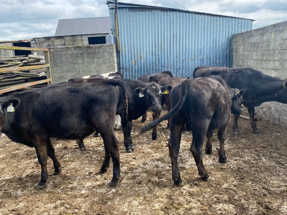 9 bull Weanlings - Image 2