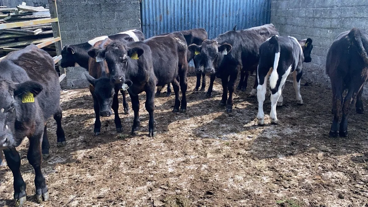 9 bull Weanlings - Image 1