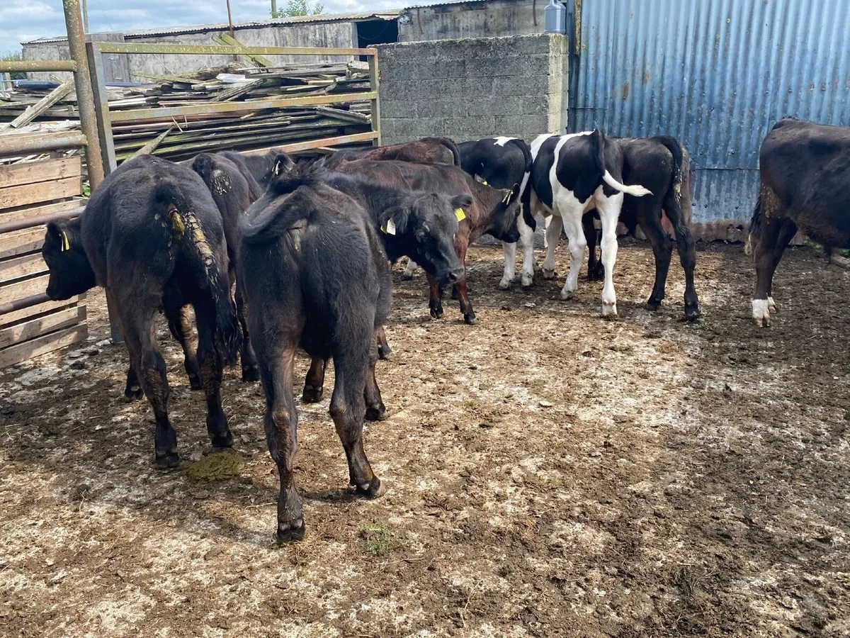 9 bull Weanlings - Image 3