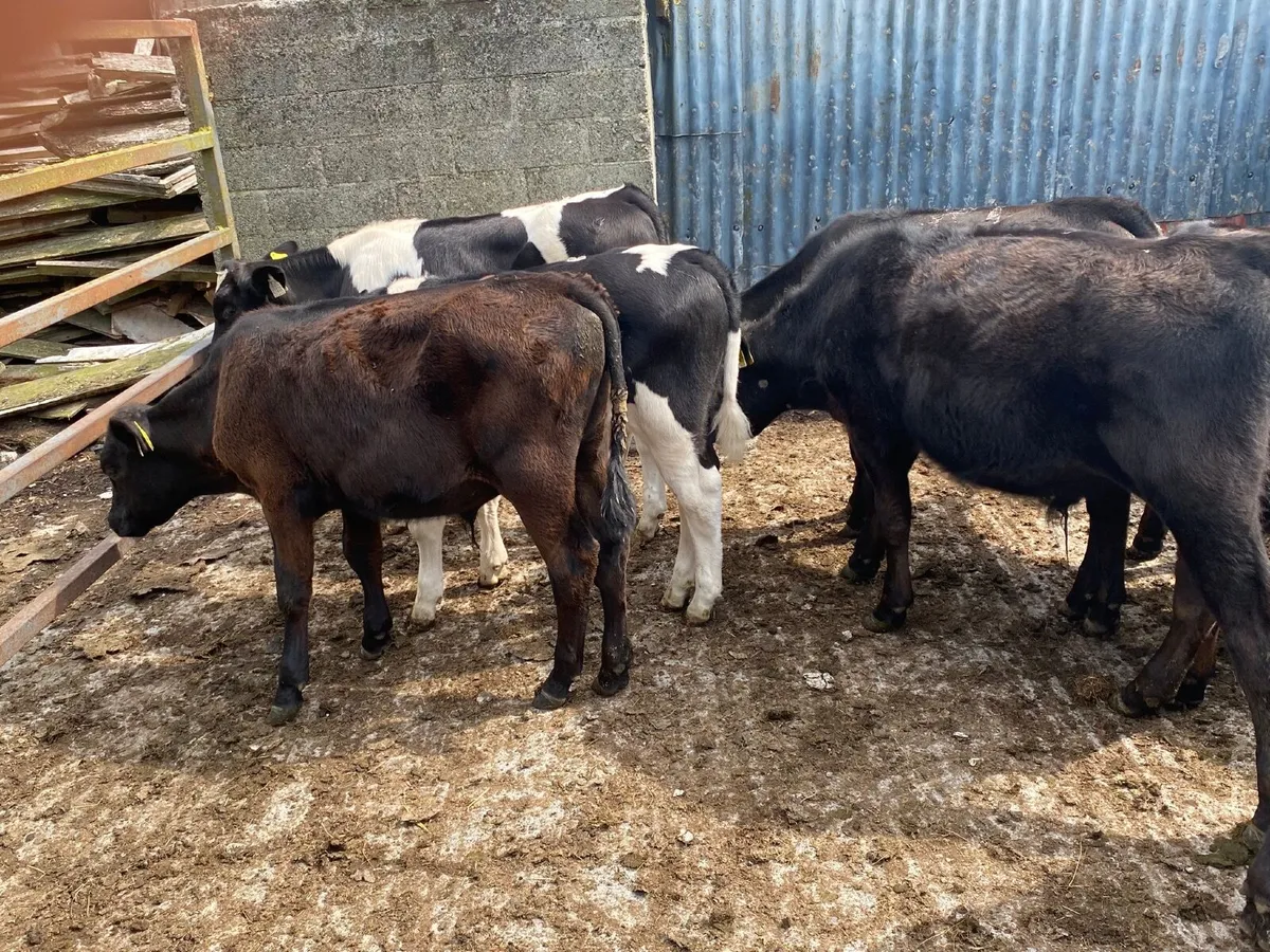 9 bull Weanlings - Image 4