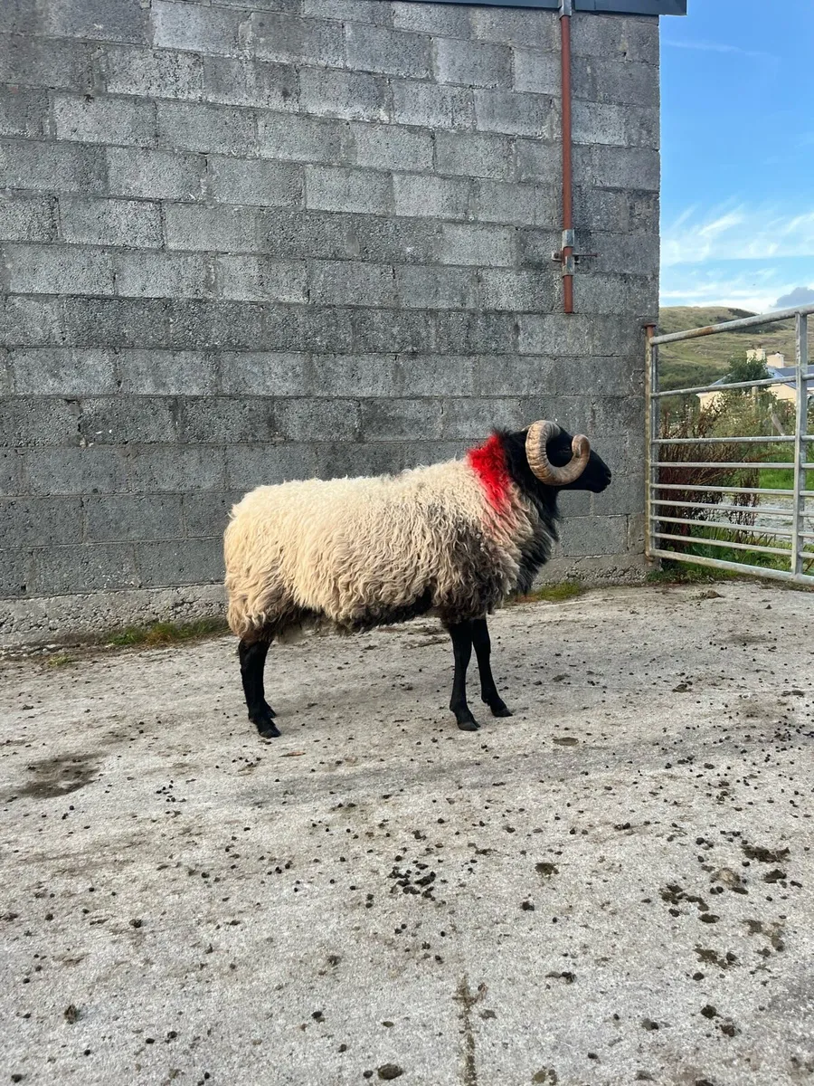 Sis hog ram - Image 1