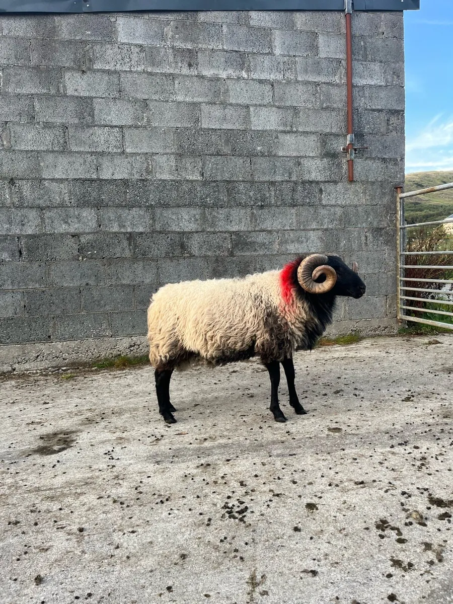 Sis hog ram - Image 2