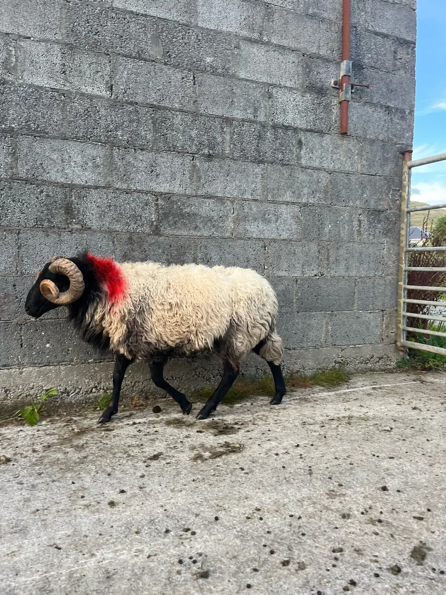 Sis hog ram - Image 4