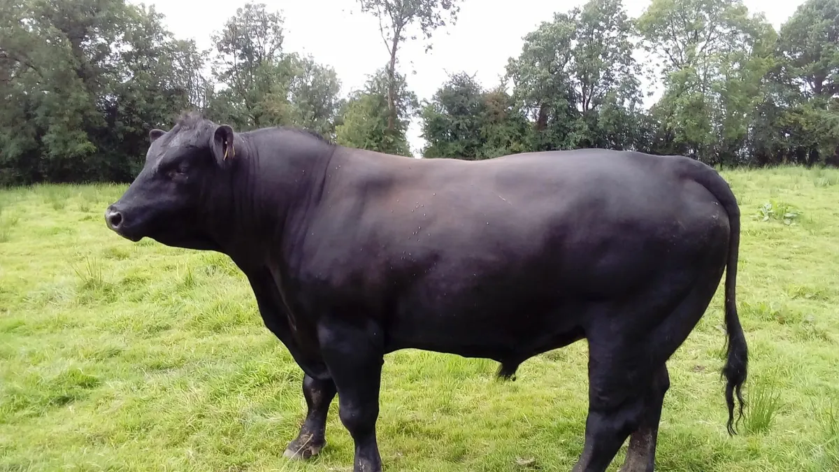 Angus Bull - Image 1