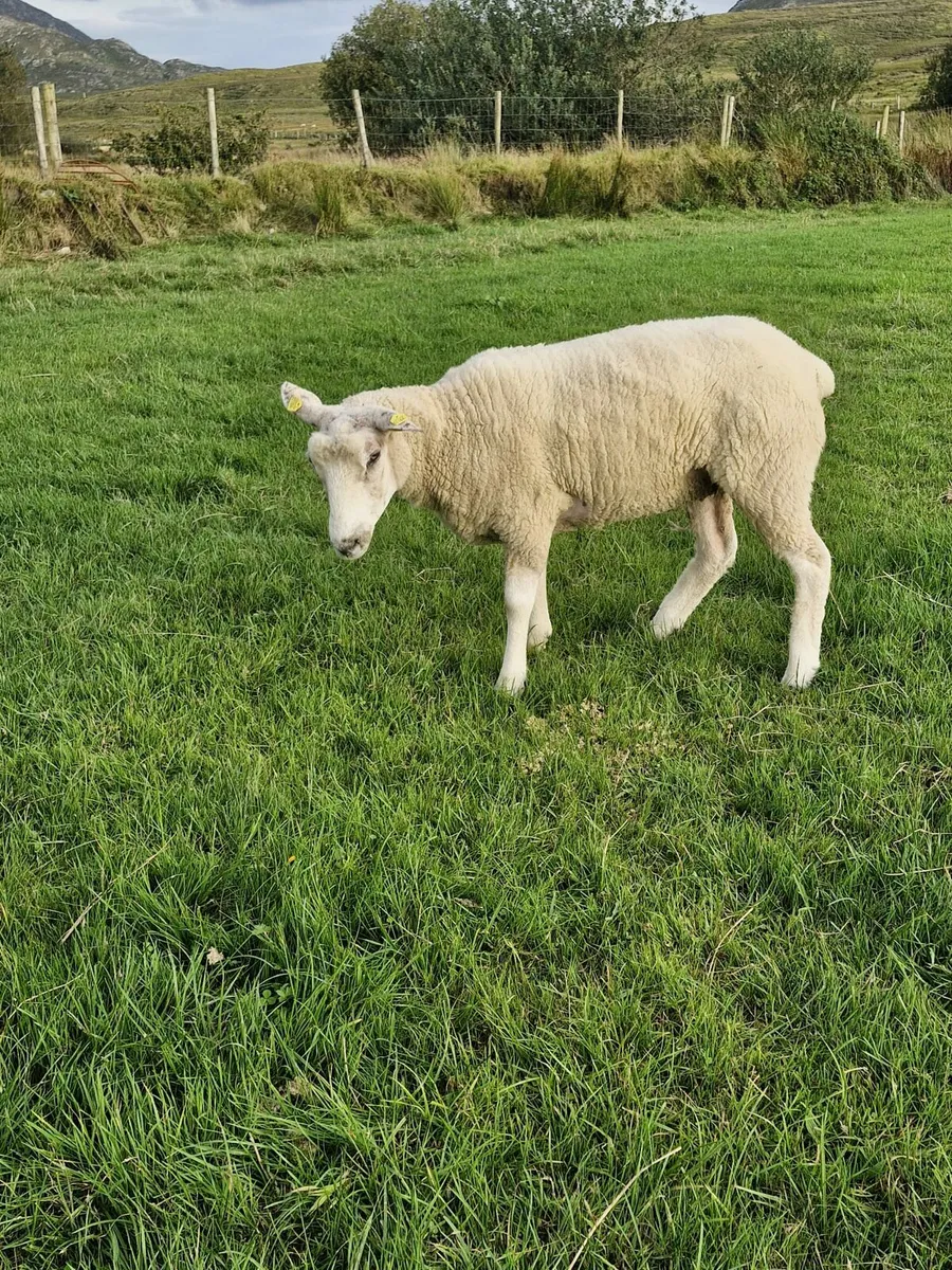 Purebred Galway sheep - Image 2