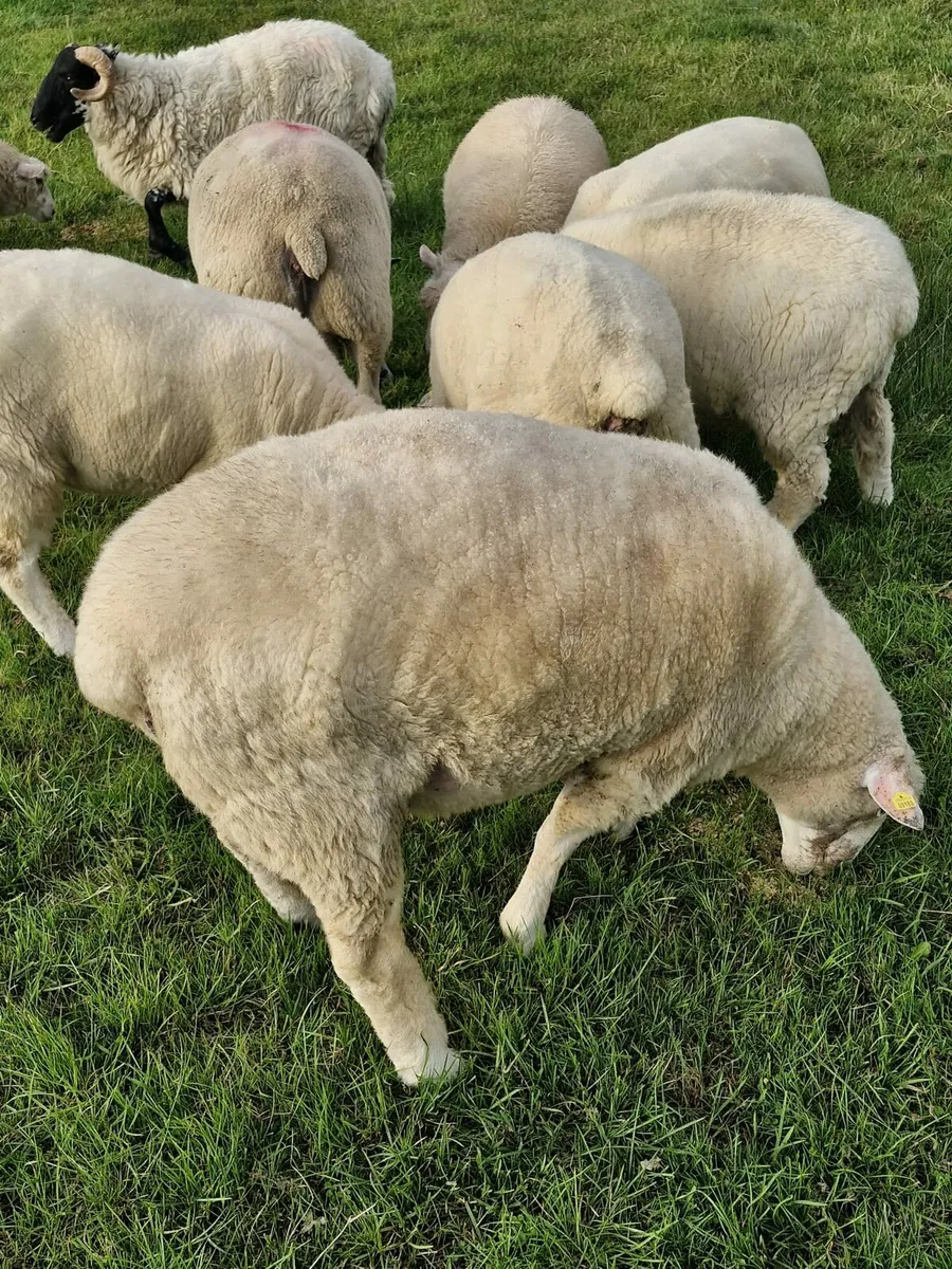 Purebred Galway sheep - Image 3