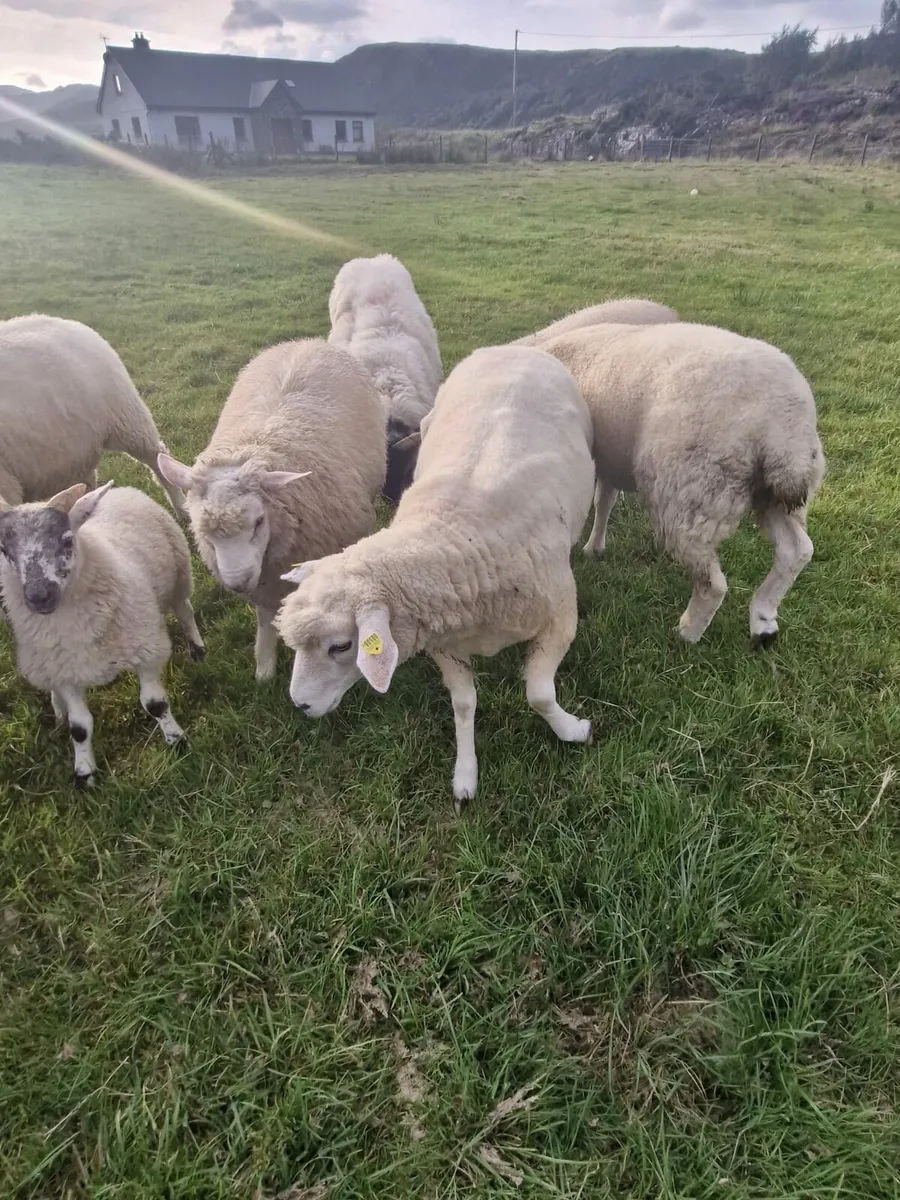 Purebred Galway sheep - Image 4