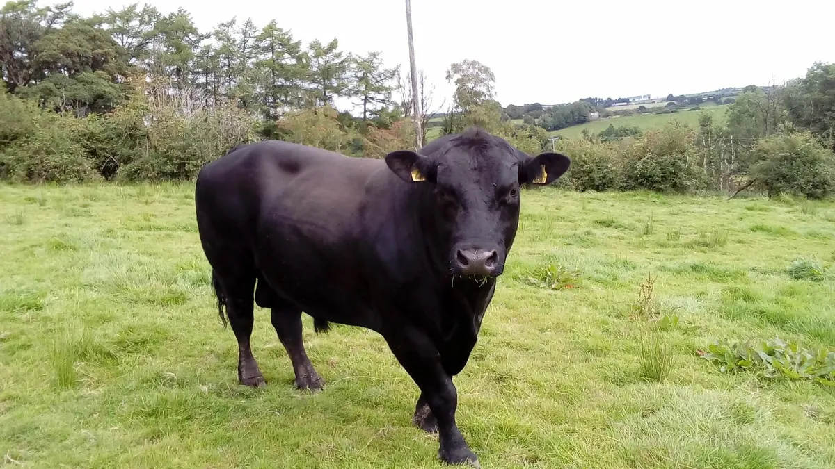 Angus Bull - Image 2