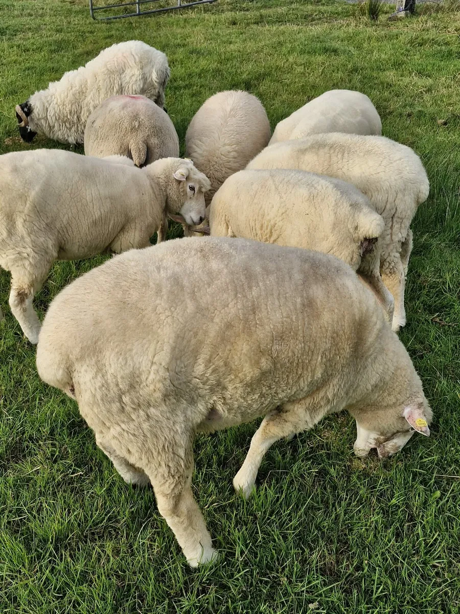 Purebred Galway sheep - Image 1