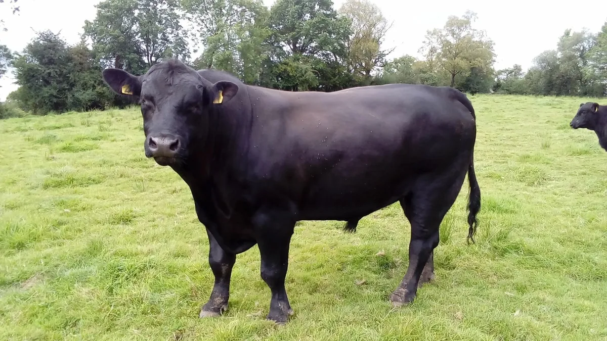 Angus Bull - Image 3
