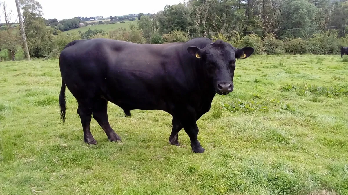 Angus Bull - Image 4