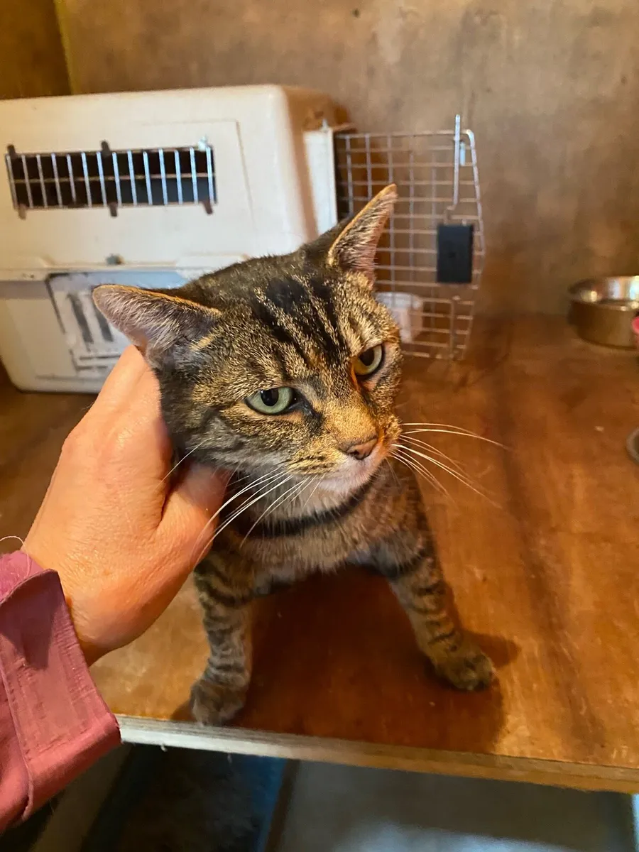 Adult Cat - Image 1