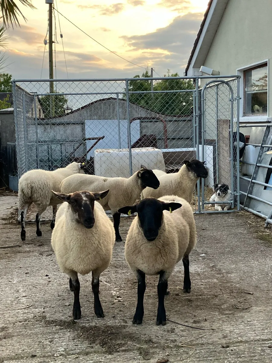 Suffolk Hoggets - Image 1