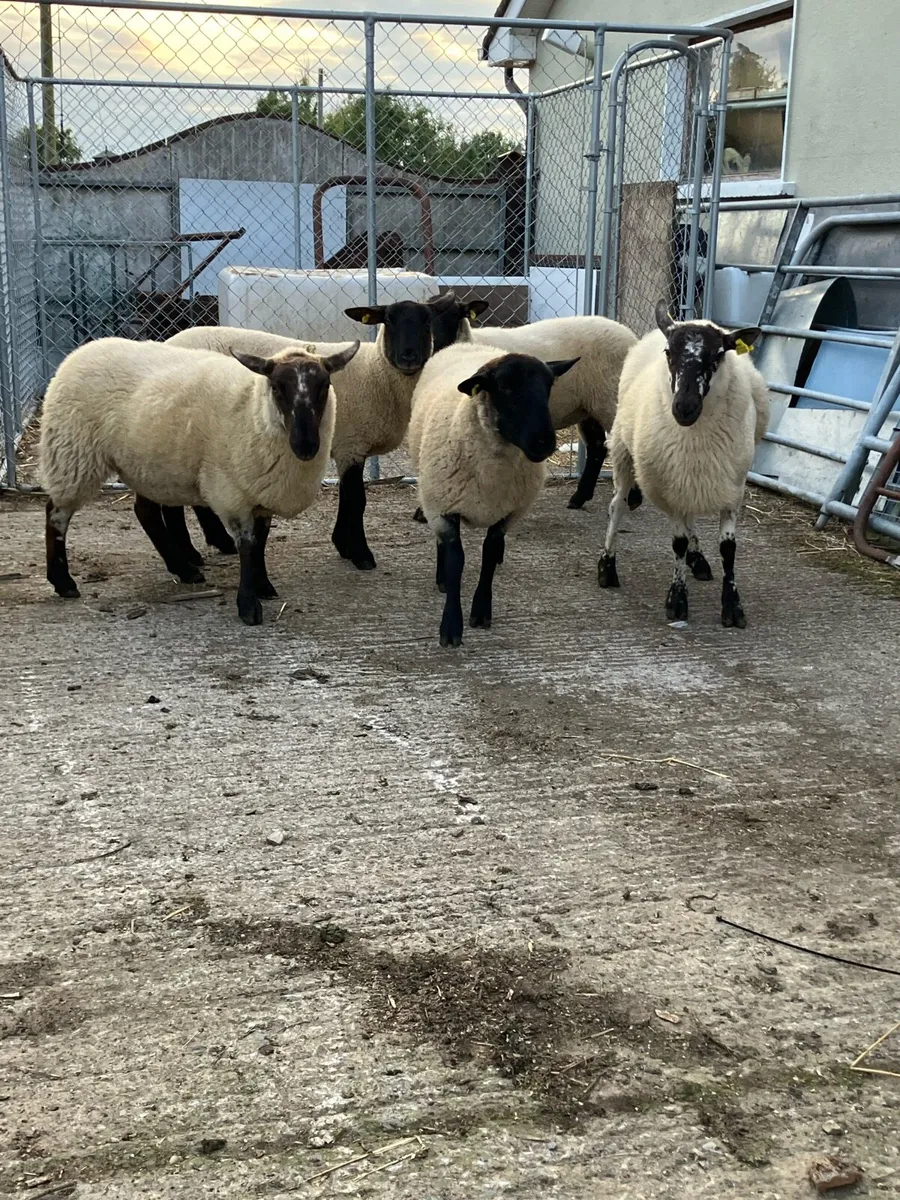 Suffolk Hoggets - Image 2