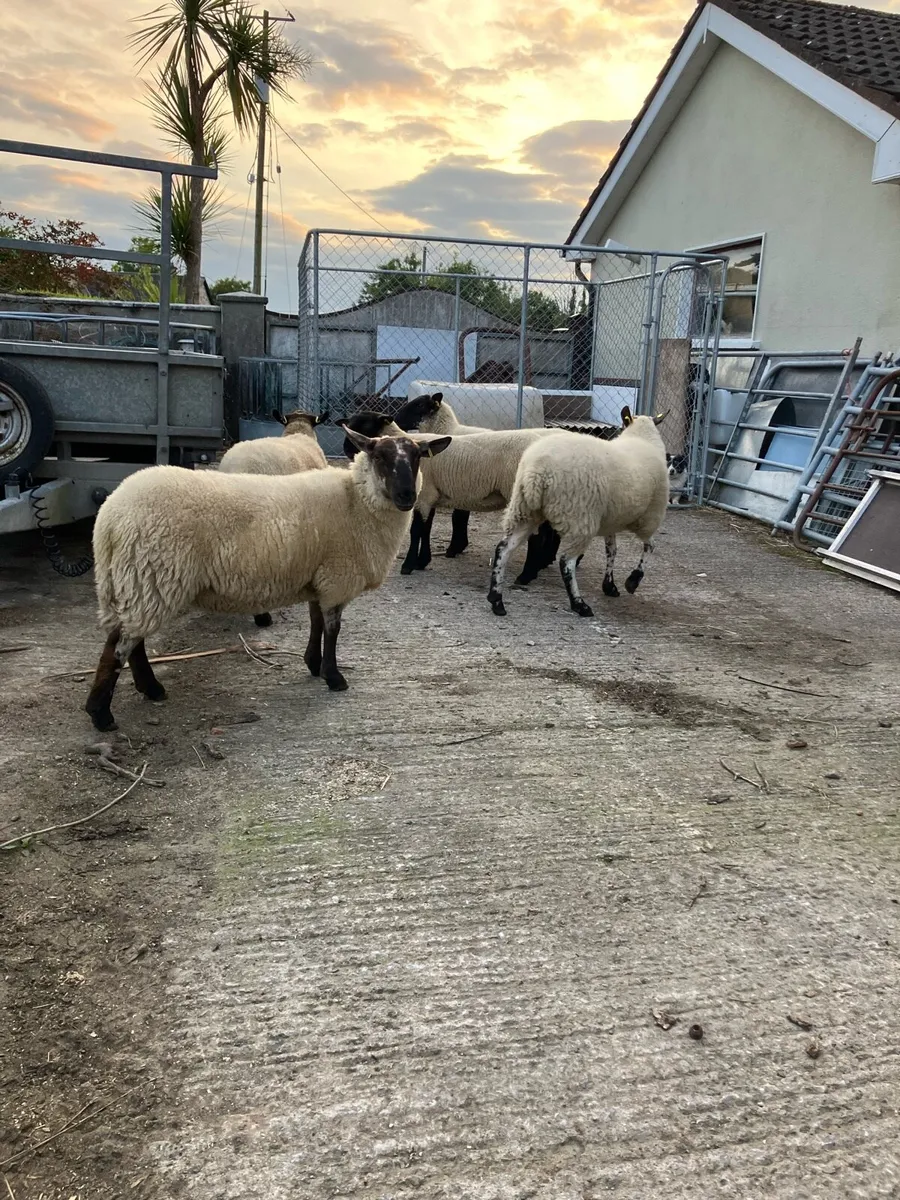 Suffolk Hoggets - Image 3