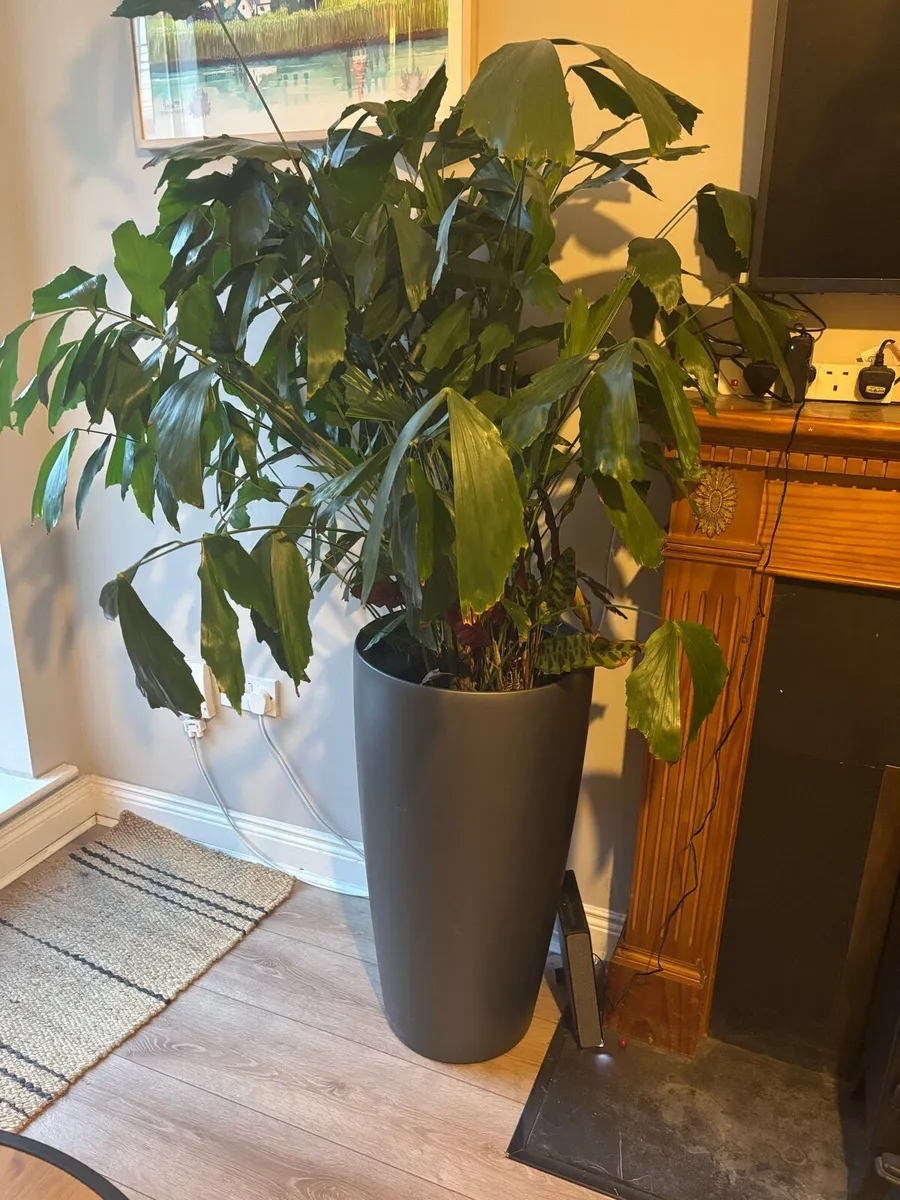 Indoor plant - Image 1