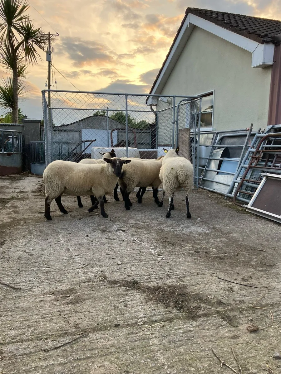 Suffolk Hoggets - Image 4