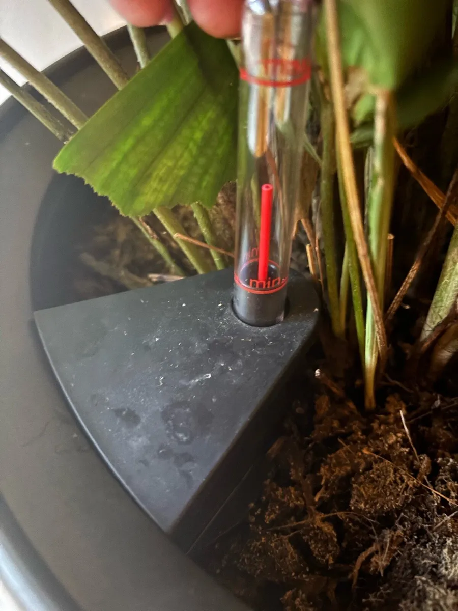 Indoor plant - Image 2