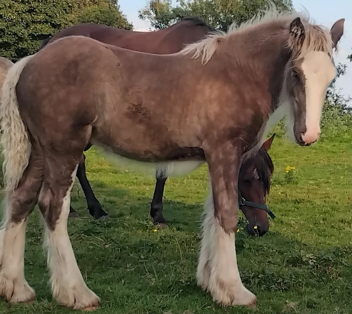 Top of the range colt foal