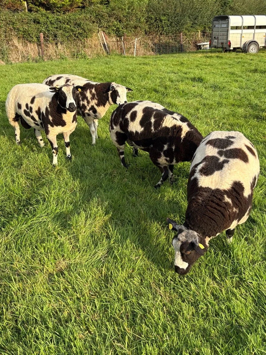 Dutch Spotted SIS Ram Lambs - Image 4
