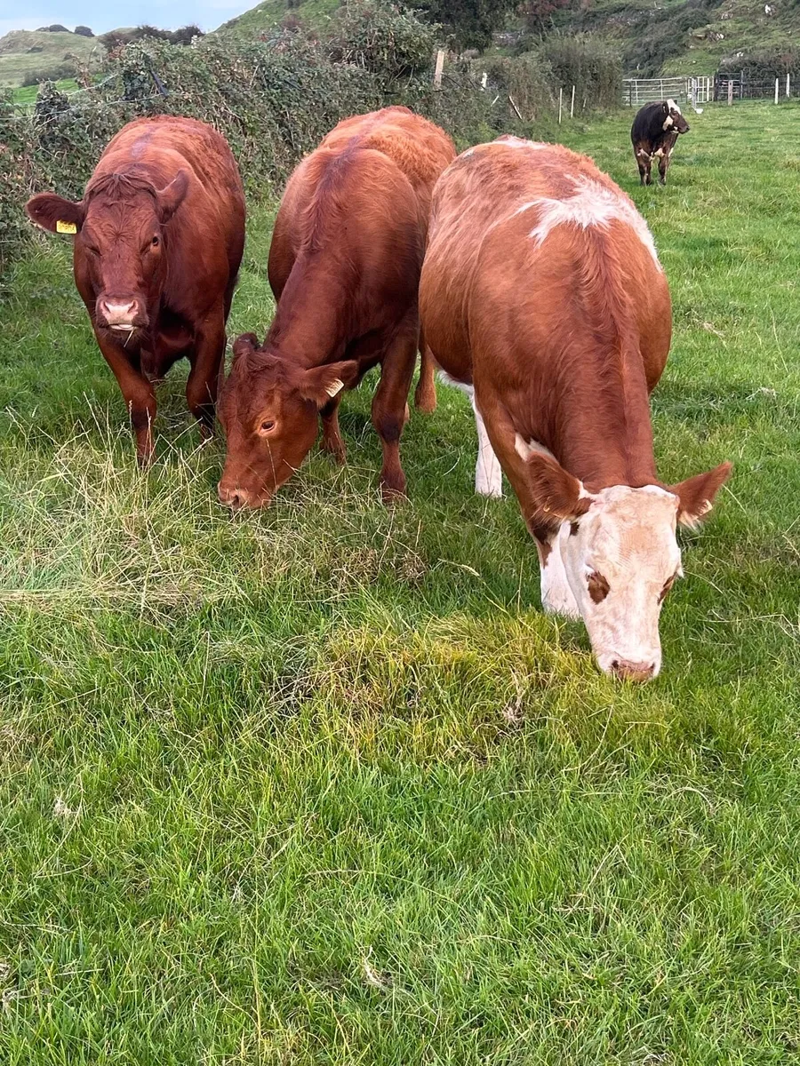 Belgian Blue Roan Heifers Mayo Sligo Mart Tuesday - Image 2