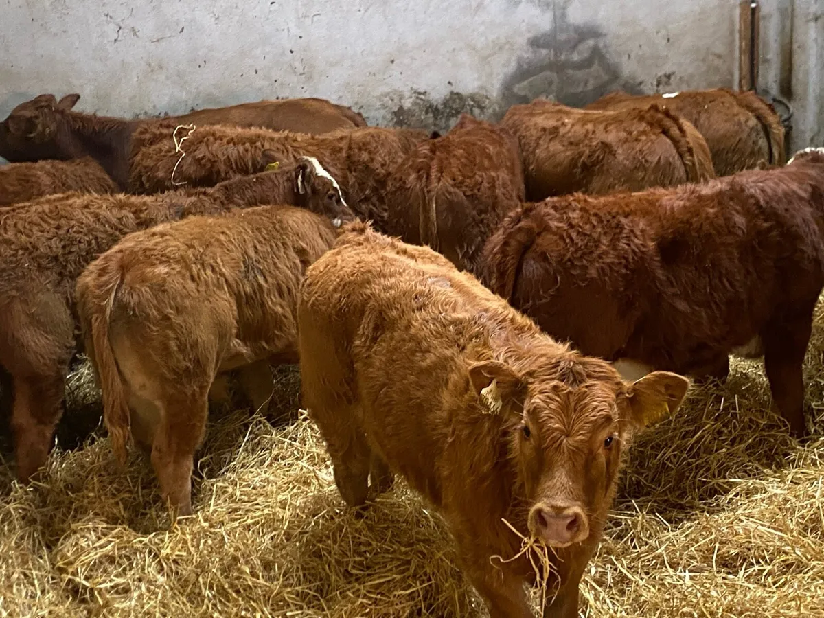 SUCKLER BRED WEANLINGS - Image 1