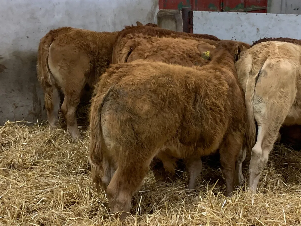 SUCKLER BRED WEANLINGS - Image 2