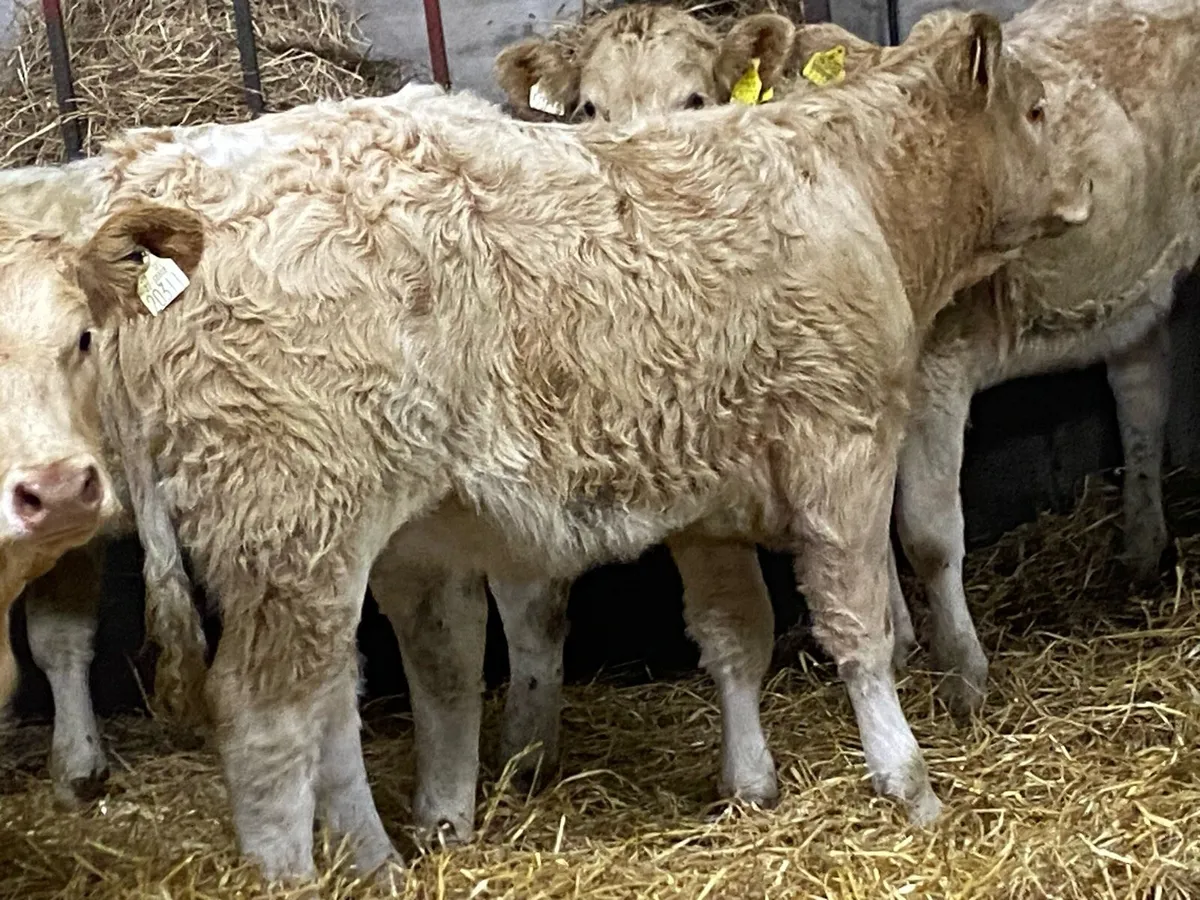 SUCKLER BRED WEANLINGS - Image 3