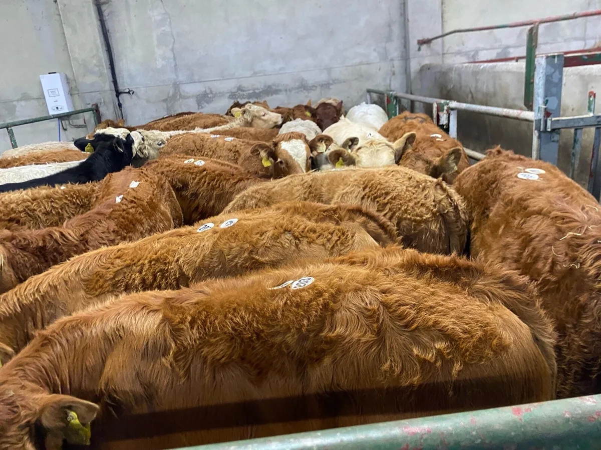 SUCKLER BRED WEANLINGS - Image 4