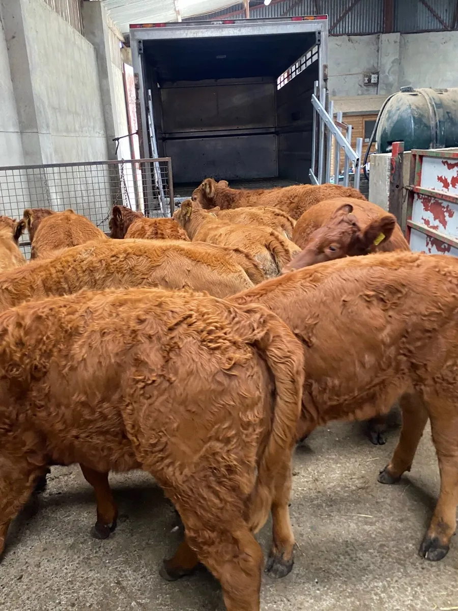 ⭐️ PARKMORE WEANLING FARM ⭐️ - Image 2