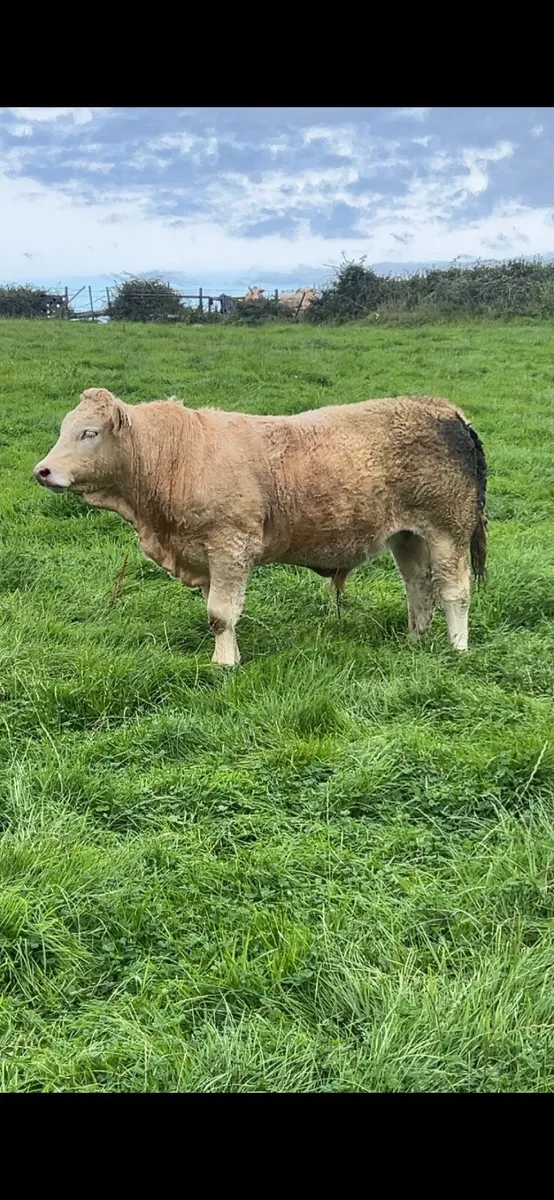 Quality Bullocks Mayo Sligo Mart Tuesday - Image 1