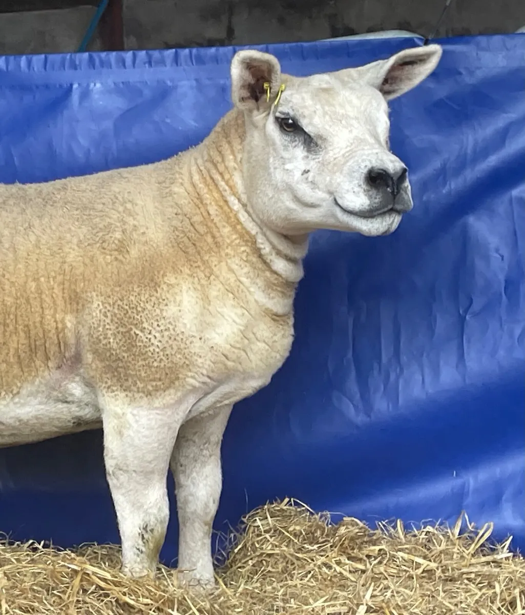 Pedigree Texel gimmers - Image 2