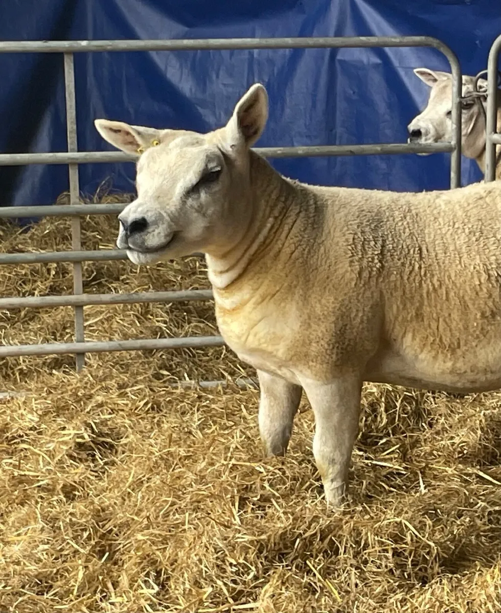 Pedigree Texel gimmers - Image 3