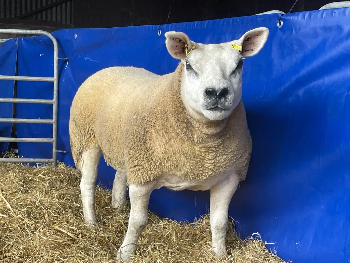 Pedigree Texel gimmers - Image 1