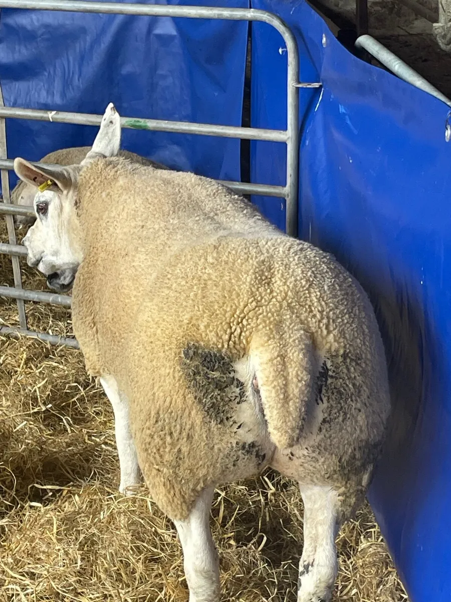 Pedigree Texel gimmers - Image 4