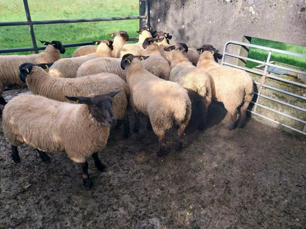 Ewe lambs for sale - Image 1