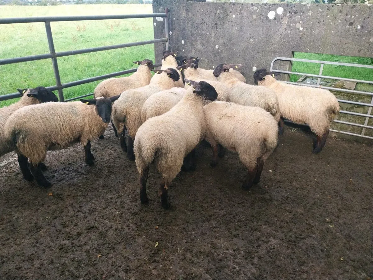 Ewe lambs for sale - Image 2