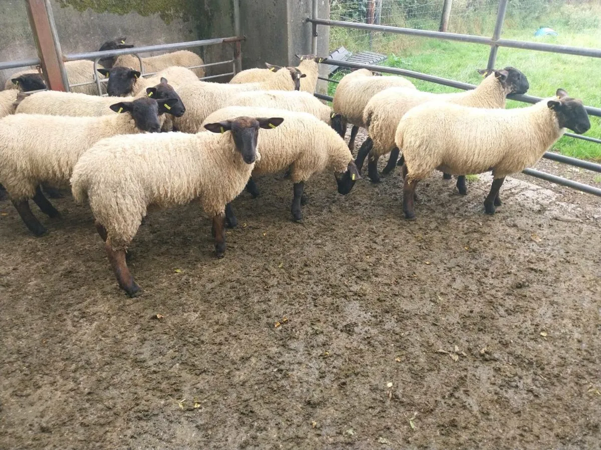 Ewe lambs for sale - Image 3