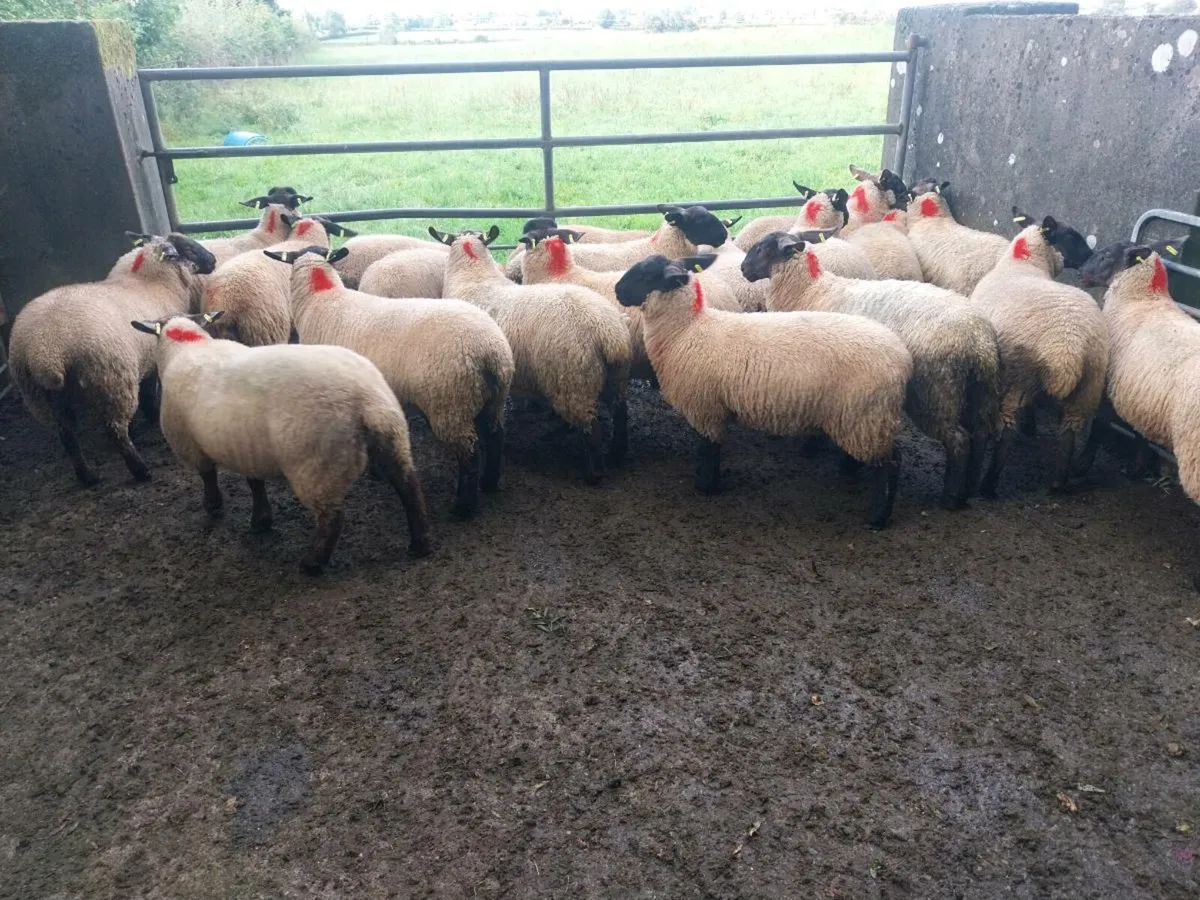 Ewe lambs for sale - Image 4