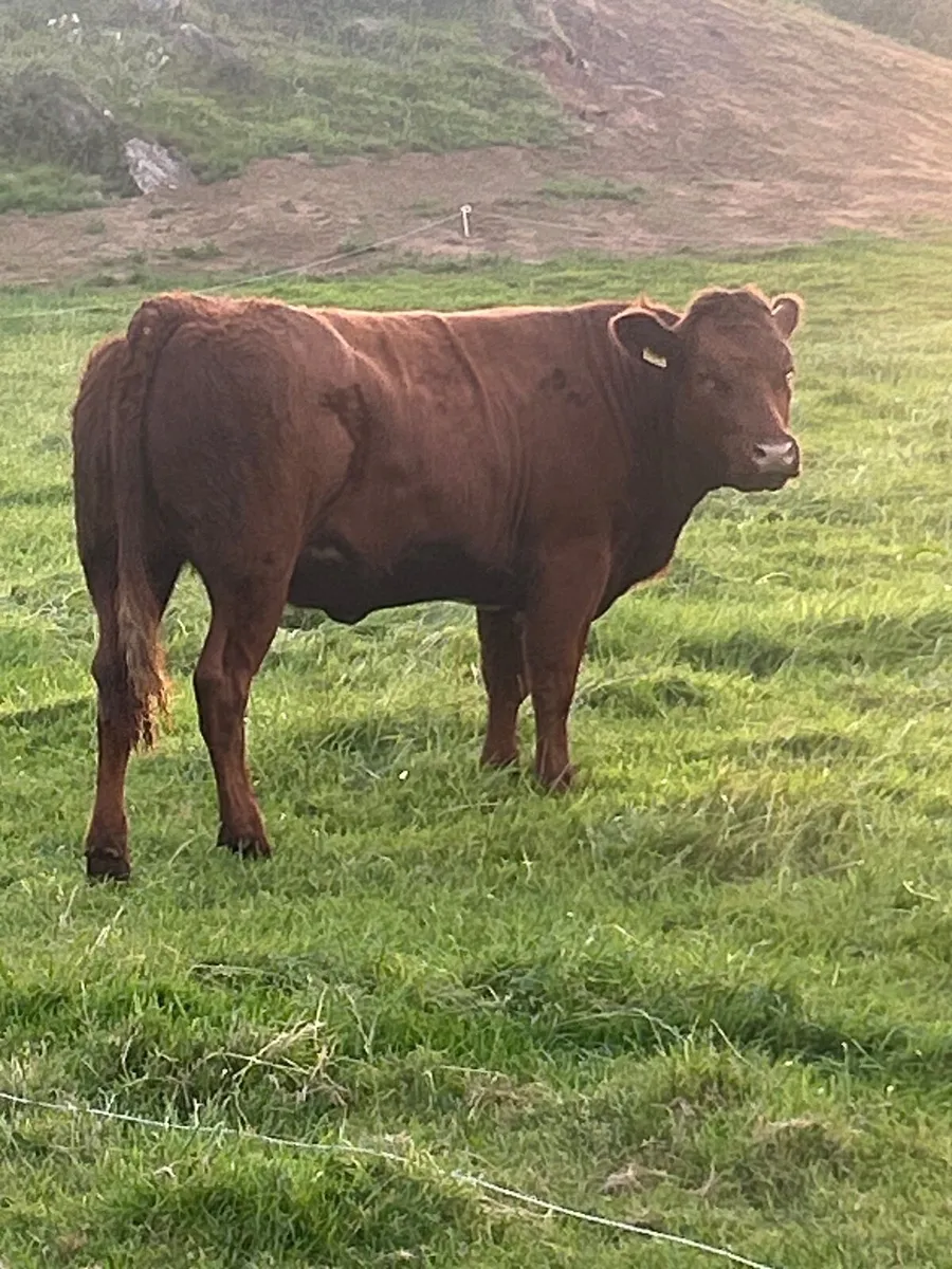 Belgian Blue Roan Heifers Mayo Sligo Mart Tuesday - Image 1