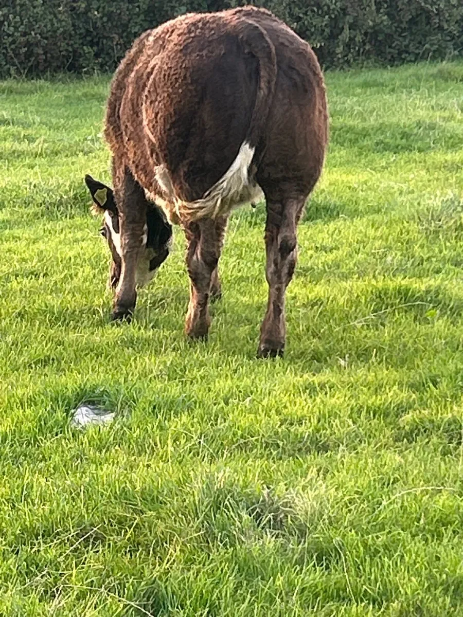 Belgian Blue Roan Heifers Mayo Sligo Mart Tuesday - Image 3