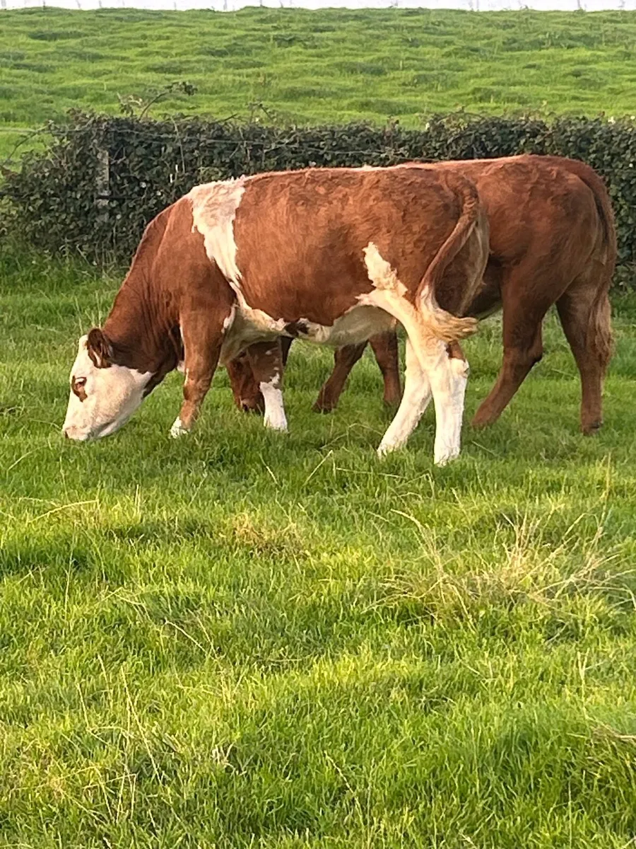 Belgian Blue Roan Heifers Mayo Sligo Mart Tuesday - Image 4