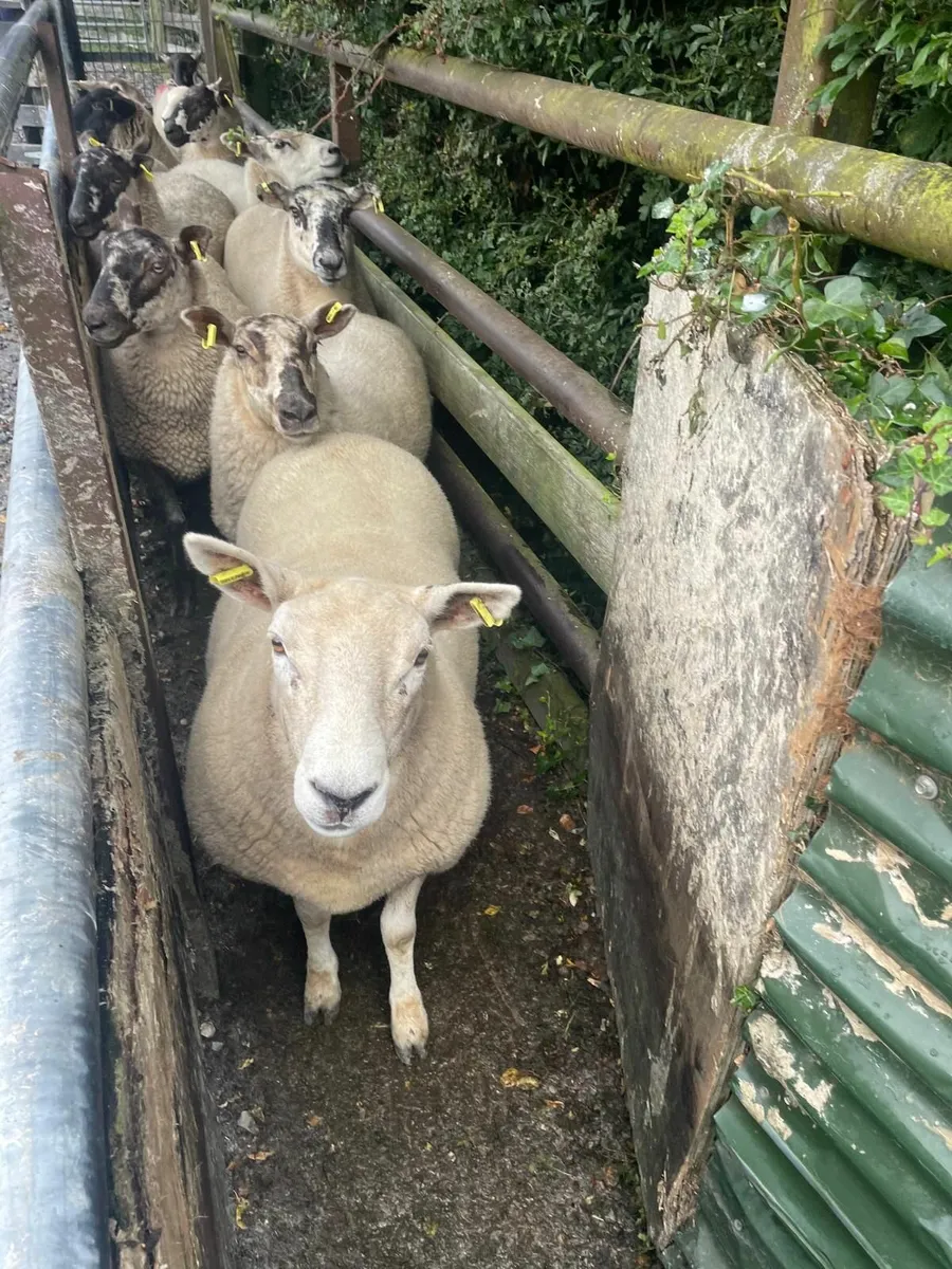 Cross Breed Hogget's for Sale - Image 1