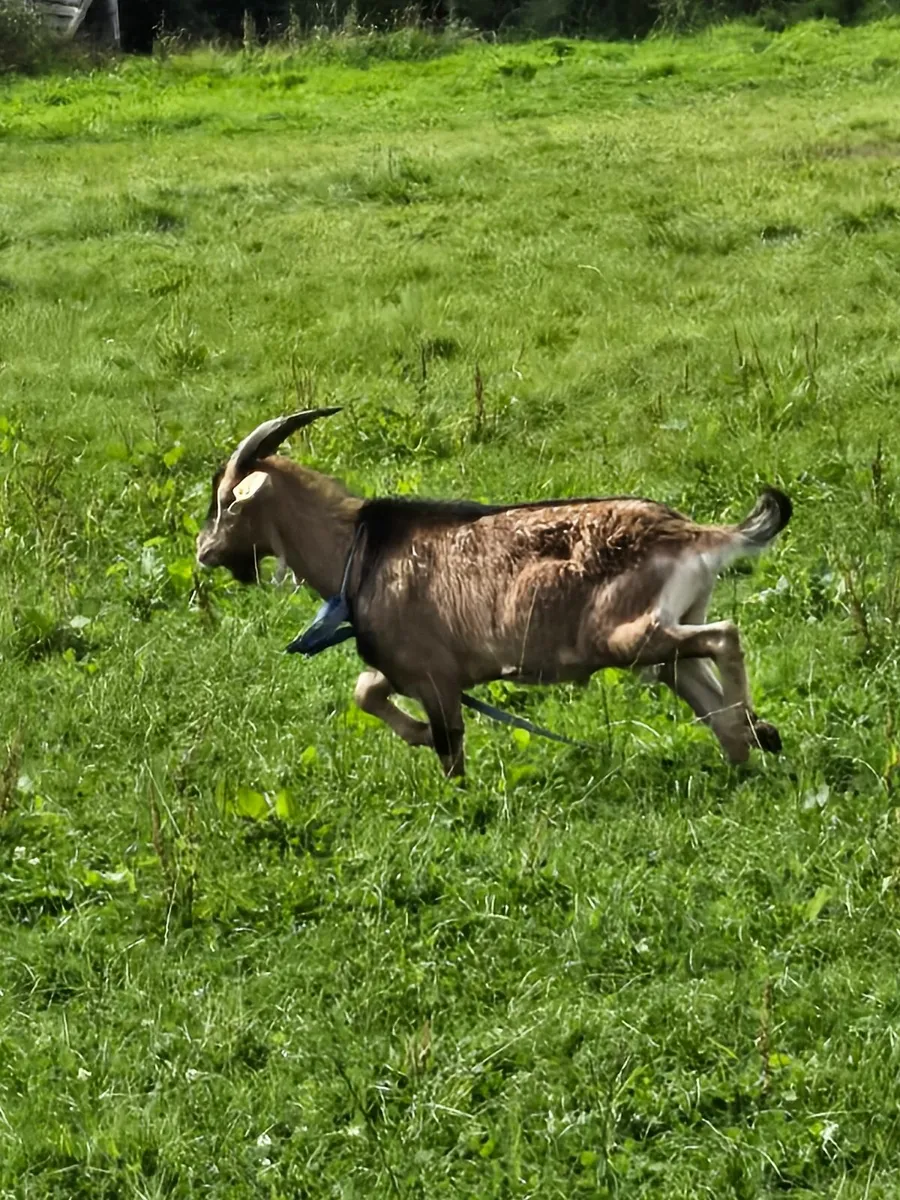 Goat - Image 1