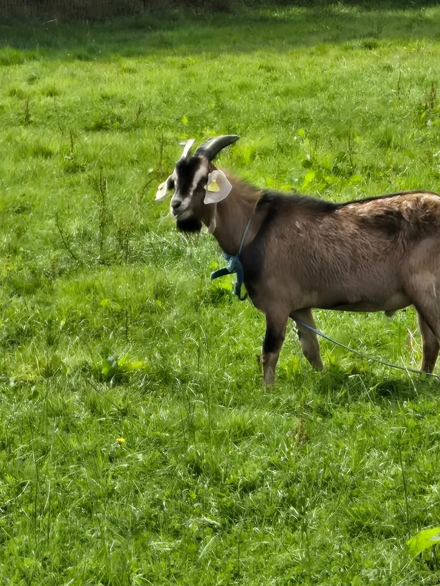 Goat - Image 3